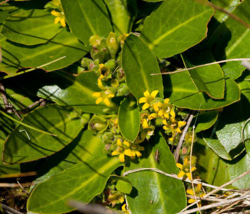 Goodenia montana (Goodenia montana)