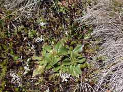 Goodenia montana (Goodenia montana)