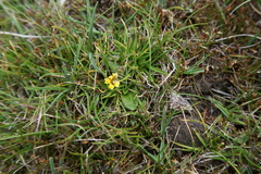 Goodenia montana (Goodenia montana)