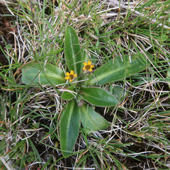 Goodenia montana (Goodenia montana)
