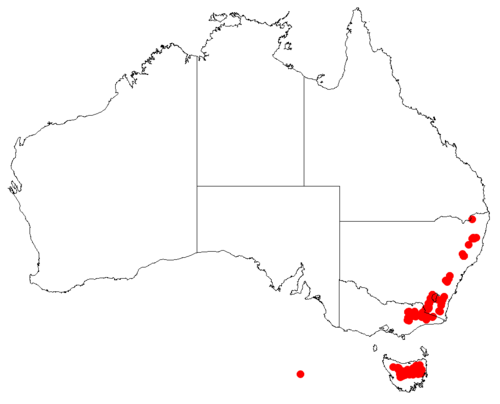 Goodenia montana: Velleia montana Occurrence data downloaded from [[Australasian Virtual Herbarium}AVH]] on 10 September 2018, https://doi.org/10.26197/5b95829e36509