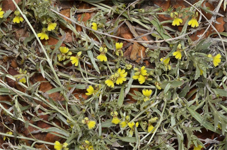 Goodenia mueckeana: Goodenia mueckeana in the Australian National Botanic Gardens