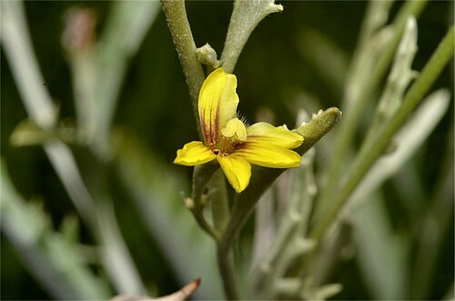 Goodenia mueckeana: Goodenia mueckeana in a glasshouse at the Australian National Botanic Gardens, Australian Capital Territory
