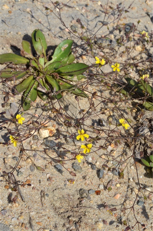 Goodenia mystrophylla: Goodenia mystrophylla near the Bruce Highway, about 2 km N of junction with Bluff Road, north-east of Bilyana, Queensland