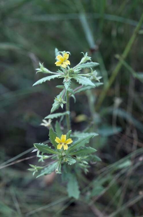 Goodenia neglecta: Goodenia neglecta at 'Black Jungle', near Darwin, Northern Territory