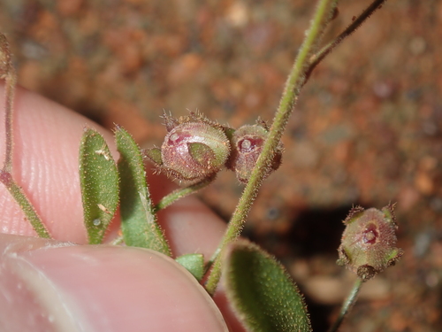 Goodenia occidentalis (Goodenia occidentalis)