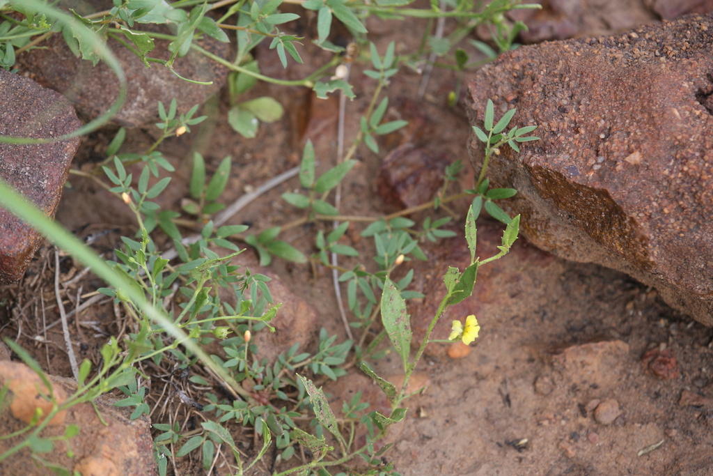 Goodenia odonnellii (Goodenia odonnellii)