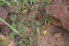 Goodenia odonnellii (Goodenia odonnellii)