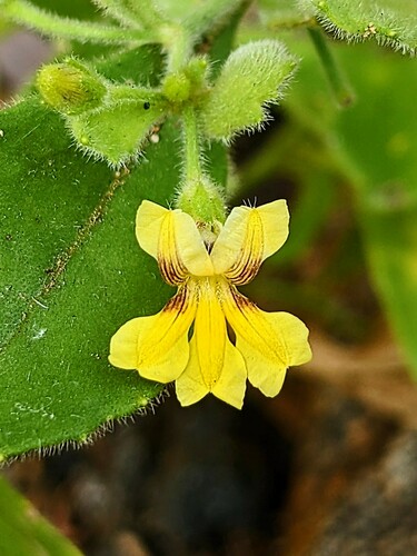 Goodenia odonnellii (Goodenia odonnellii)
