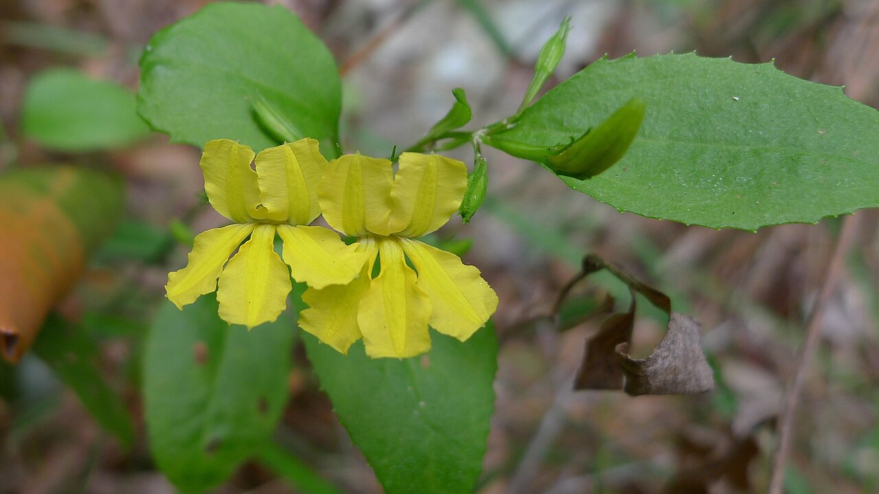 Goodenia ovata: Hop Goodenia, Goodenia ovata . Note the distinctive glossy leaves. Woronora River, Woronora NSW Australia, October 2011.
