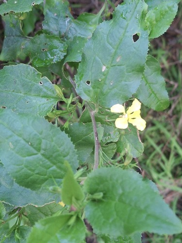 Goodenia ovata (Goodenia ovata)