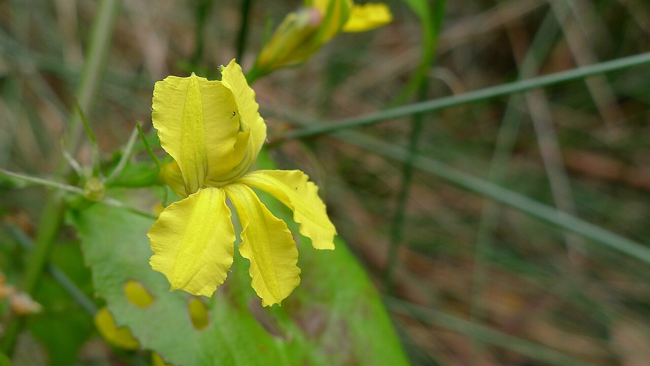 Goodenia ovata: Hop Goodenia, Goodenia ovata . Woronora River, Woronora NSW Australia, October 2011.