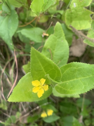 Goodenia ovata (Goodenia ovata)
