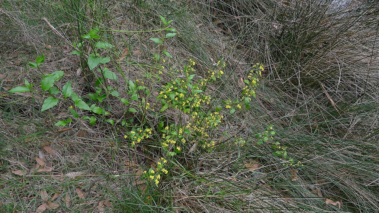 Goodenia ovata: Hop Goodenia, Goodenia ovata . Woronora River, Woronora NSW Australia, October 2011.