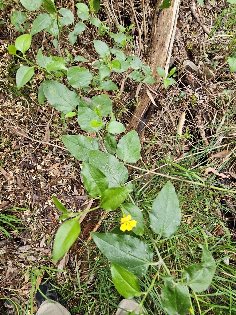 Goodenia ovata (Goodenia ovata)