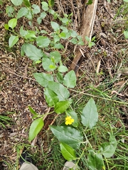 Goodenia ovata (Goodenia ovata)