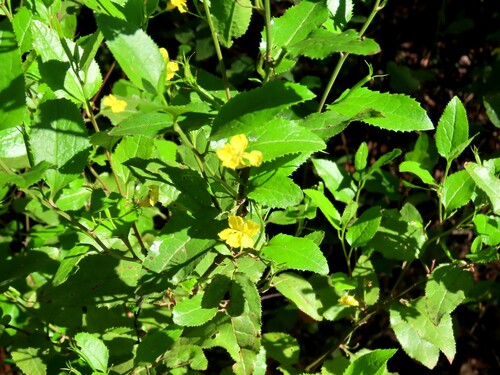 Goodenia ovata (Goodenia ovata)