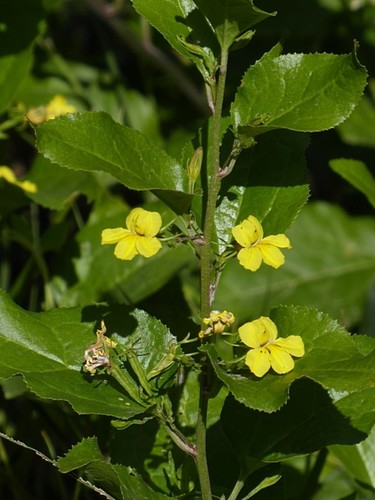 Goodenia ovata (Goodenia ovata)