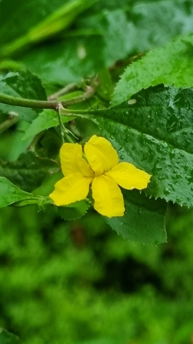 Goodenia ovata (Goodenia ovata)