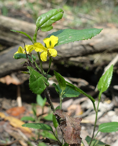 Goodenia ovata (Goodenia ovata)