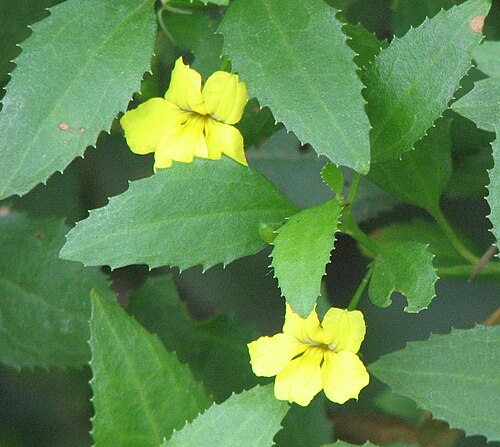 Goodenia ovata: Goodenia ovata (unlabelled), Royal Botanic Gardens, Melbourne
