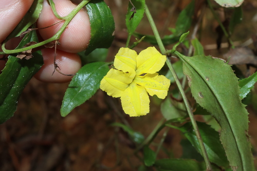 Goodenia ovata (Goodenia ovata)