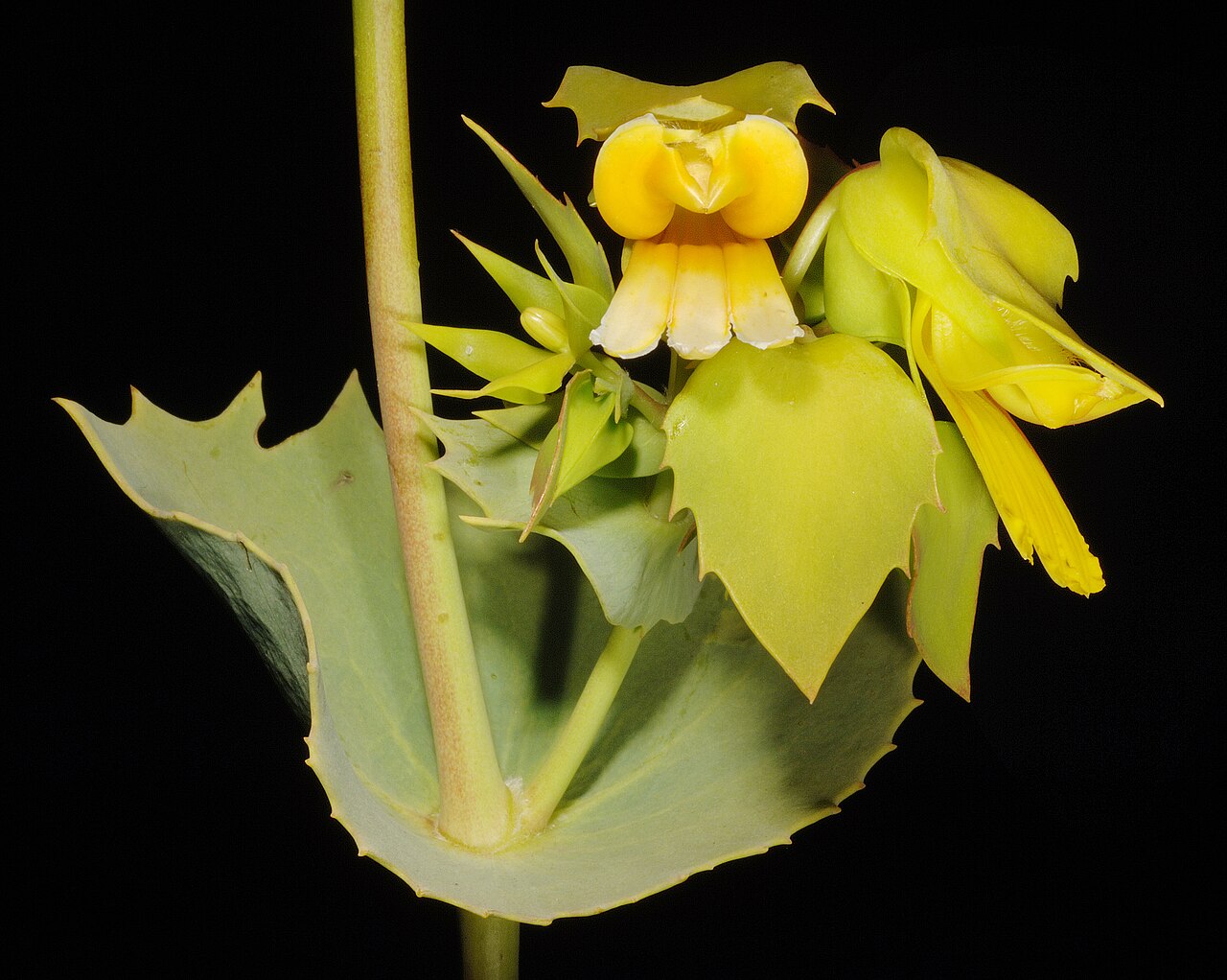 Goodenia panduriformis: KRT3623