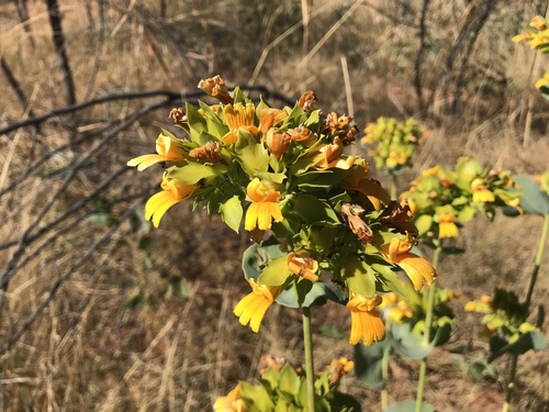 Goodenia panduriformis (Goodenia panduriformis)