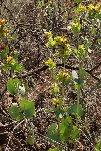 Goodenia panduriformis (Goodenia panduriformis)