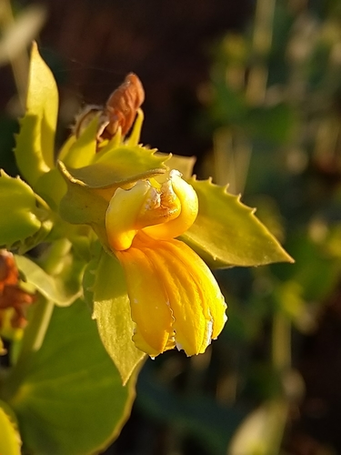 Goodenia panduriformis (Goodenia panduriformis)