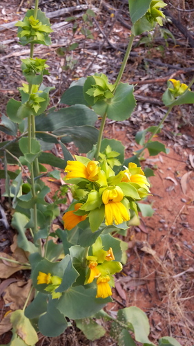Goodenia panduriformis (Goodenia panduriformis)