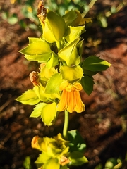 Goodenia panduriformis (Goodenia panduriformis)