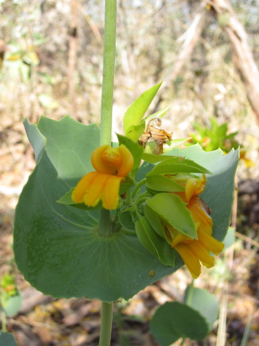 Goodenia panduriformis (Goodenia panduriformis)