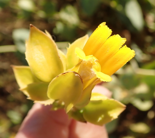 Goodenia panduriformis (Goodenia panduriformis)