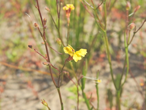 Goodenia paniculata (Goodenia paniculata)