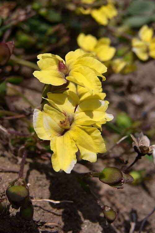 Goodenia paniculata: Goodenia paniculata Cape Byron. Plant labelled by the National Parks & Wildlife Service