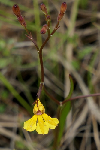 Goodenia paniculata (Goodenia paniculata)