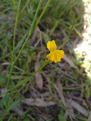 Goodenia paniculata (Goodenia paniculata)