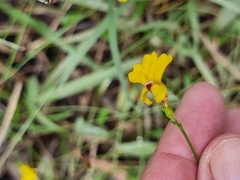 Goodenia paniculata (Goodenia paniculata)
