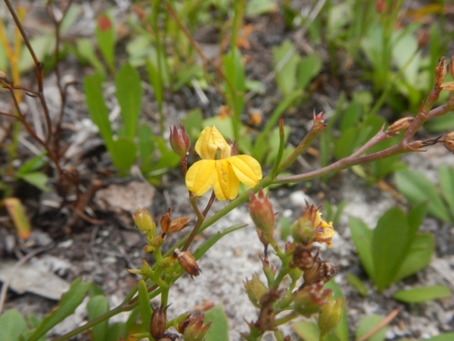 Goodenia paniculata (Goodenia paniculata)