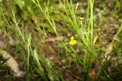 Goodenia paniculata (Goodenia paniculata)