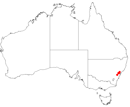 Goodenia perfoliata: Velleia perfoliata Occurrence data downloaded from [[Australasian Virtual Herbarium}AVH]] on 10 September 2018, https://doi.org/10.26197/5b95829e36509