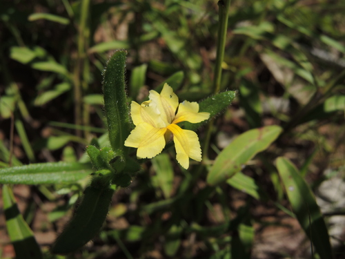 Goodenia pilosa (Goodenia pilosa)