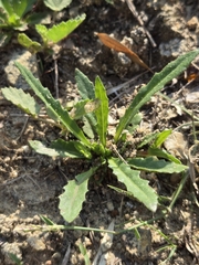 Goodenia pilosa (Goodenia pilosa)
