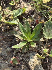 Goodenia pilosa (Goodenia pilosa)