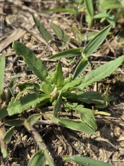 Goodenia pilosa (Goodenia pilosa)