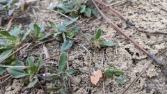 Goodenia pilosa (Goodenia pilosa)