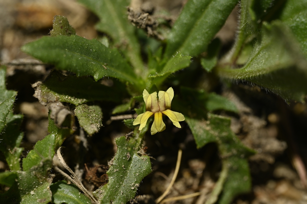 Goodenia pilosa (Goodenia pilosa)