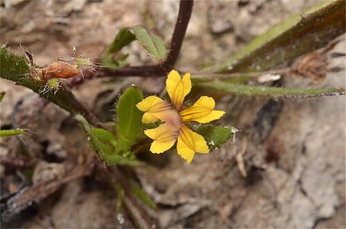 Goodenia pilosa: Goodenia pilosa near the Bruce Highway, 8 km S of Cardwell, Queensland