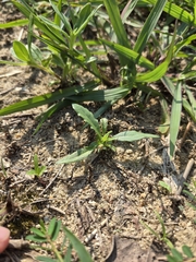 Goodenia pilosa (Goodenia pilosa)